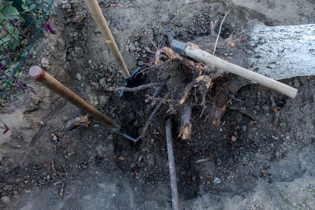 old tree root shovel and ax