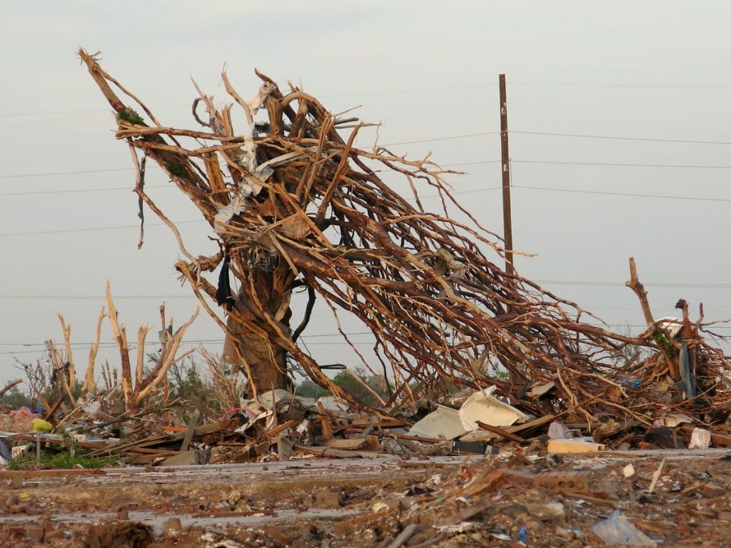 Mangled tree after a tornado came through