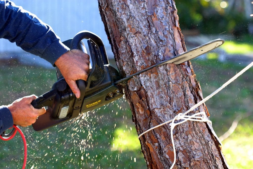 A set of hands using a chainsaw on a tree trunk