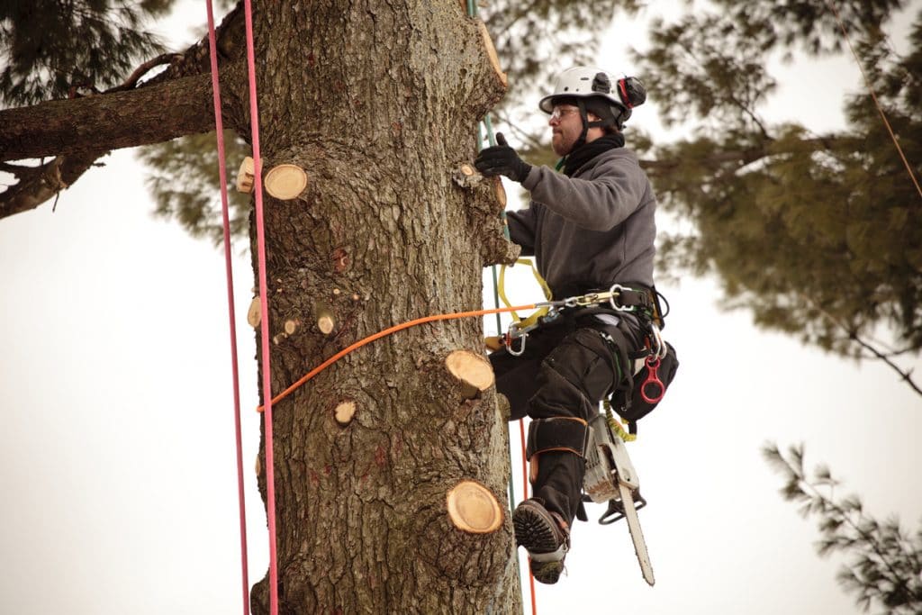 Arborist climbing tree to cut branches.