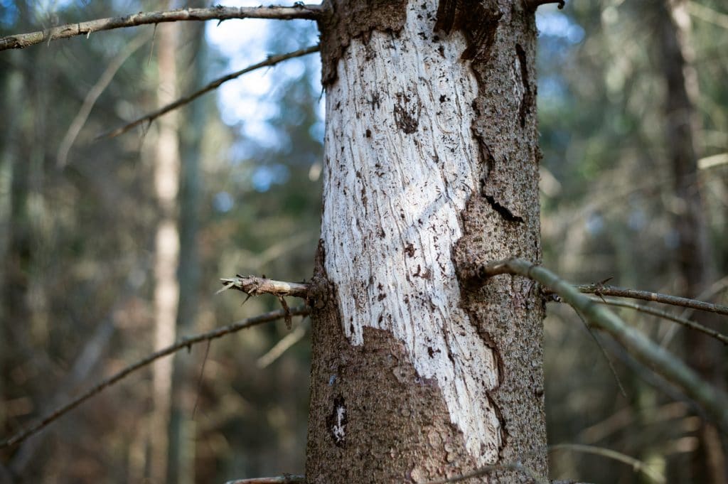 Ill tree attacked by bark beetle.