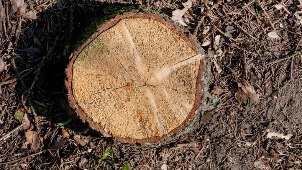 Tree cut down in spring top view. The surface of the sawn tree