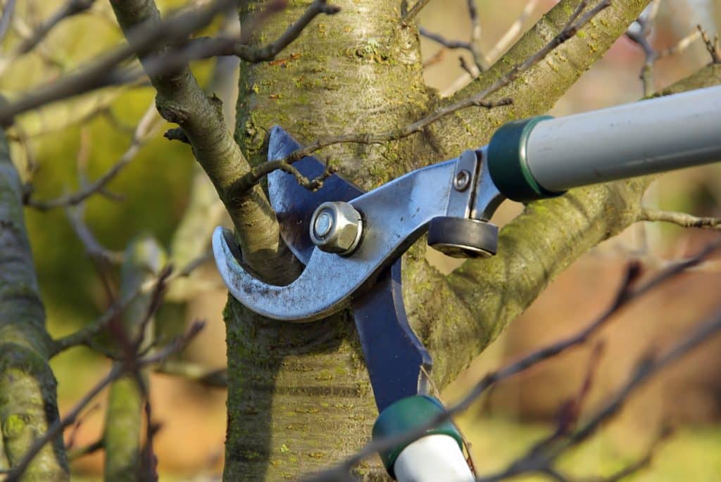 garden work in spring, cutting a tree