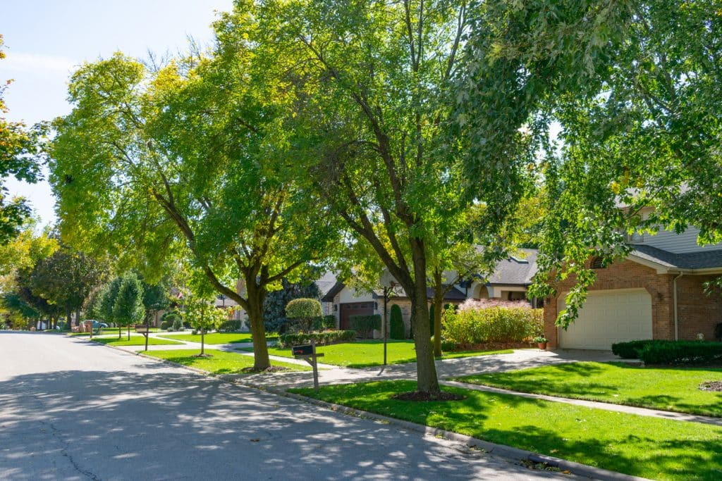 A suburban Midwestern neighborhood street lined with green trees and homes during a sunny day