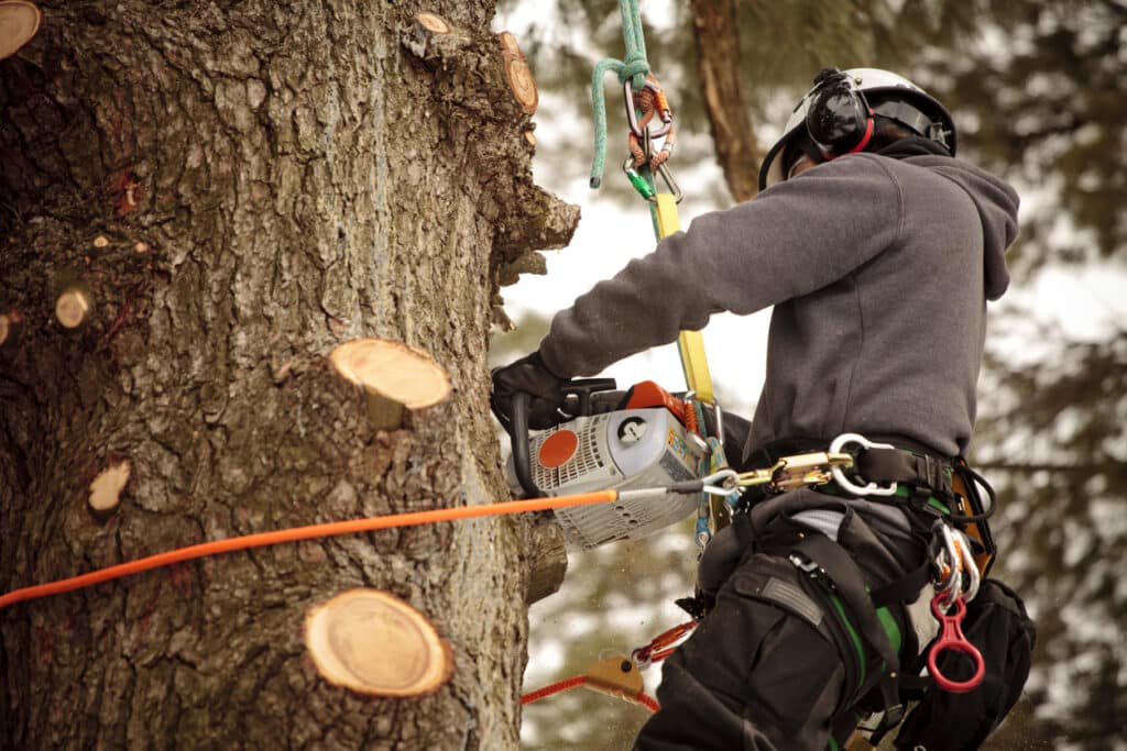 Arborist cutting branches with chainsaw. Action shot, visible saw dust.