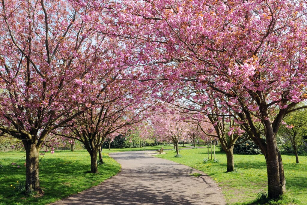 Cherry Blossom Pathway in a Country Park