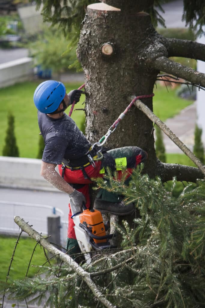 Tree surgeon