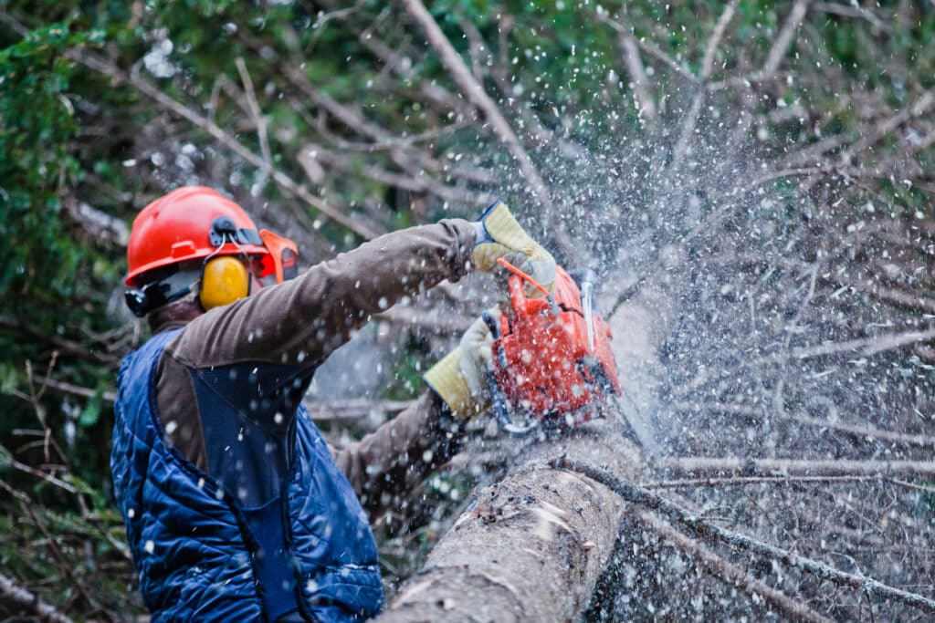 Professional Lumberjack Cutting a big Tree in the Forest during the Winter