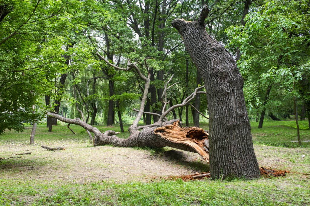 Storm damage. Fallen tree in the park after a storm