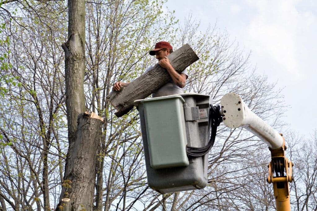 worker cutting down large tree