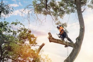 Arborist cutting branches