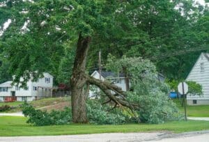 fallen tree branch