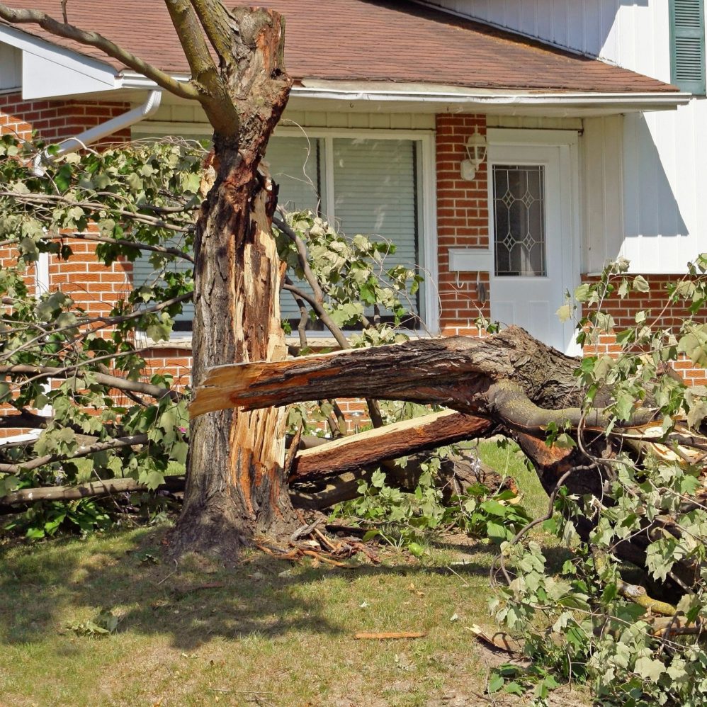 Fallen,Tree,After,A,Severe,Storm,In,A,Residential,Neighborhood