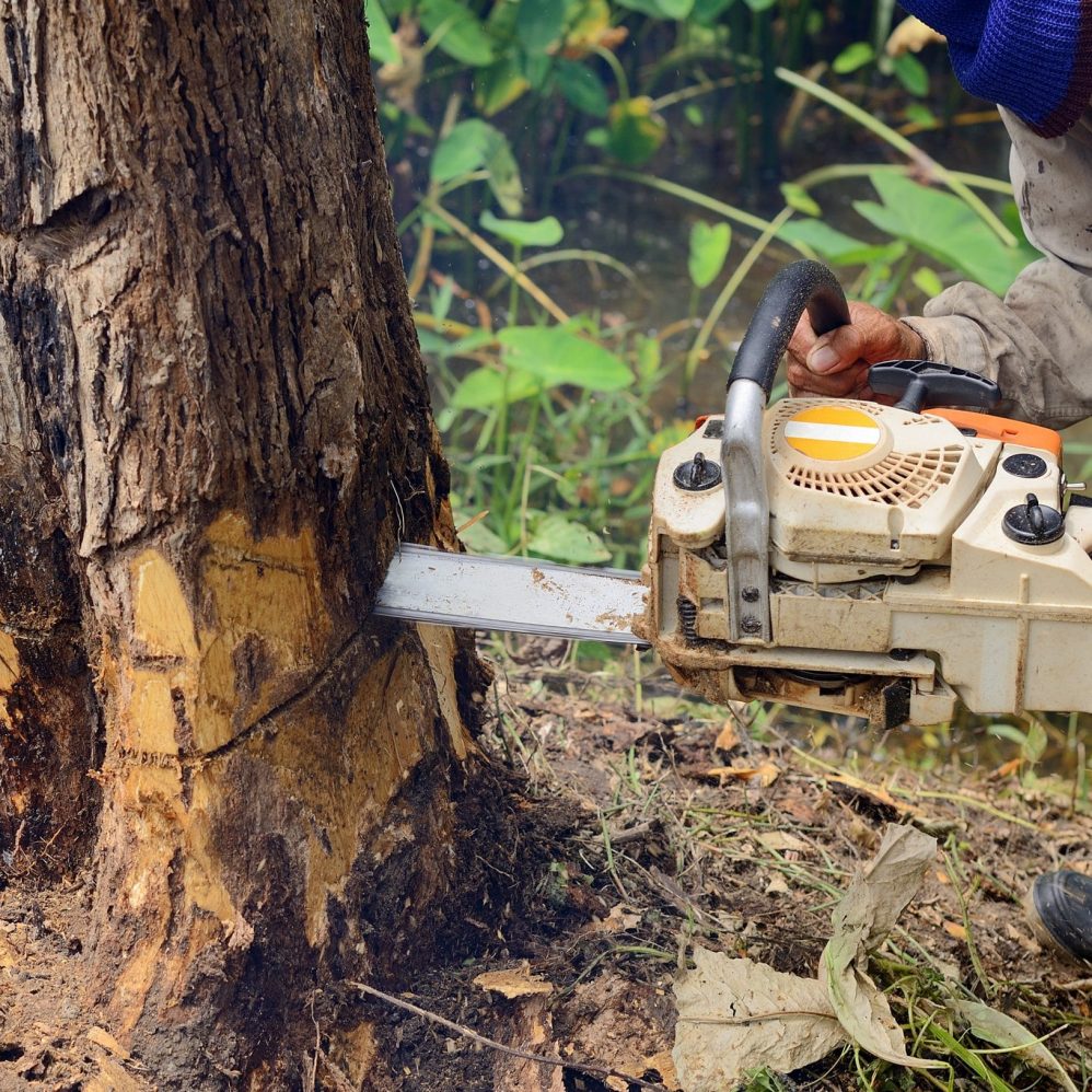 Man,With,Chainsaw,Cutting,The,Tree